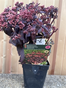 Sankthansurt sedum  'Chocolate Cherry'®
